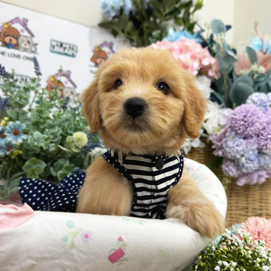 Maltipoo Puppy (Female) For Sale