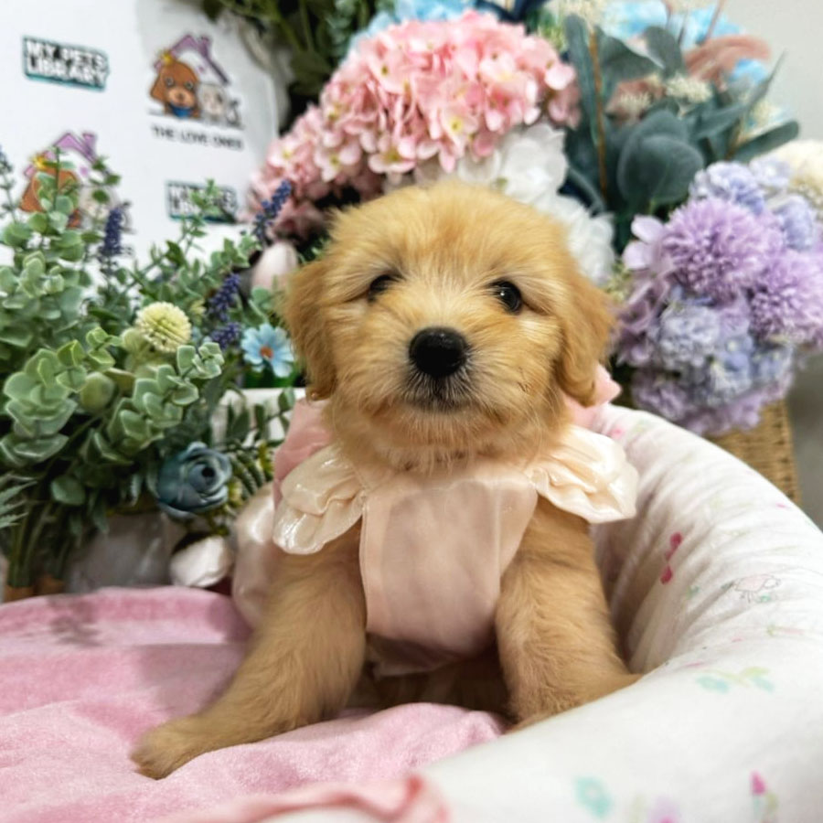 Maltipoo Puppy (Female) For Sale