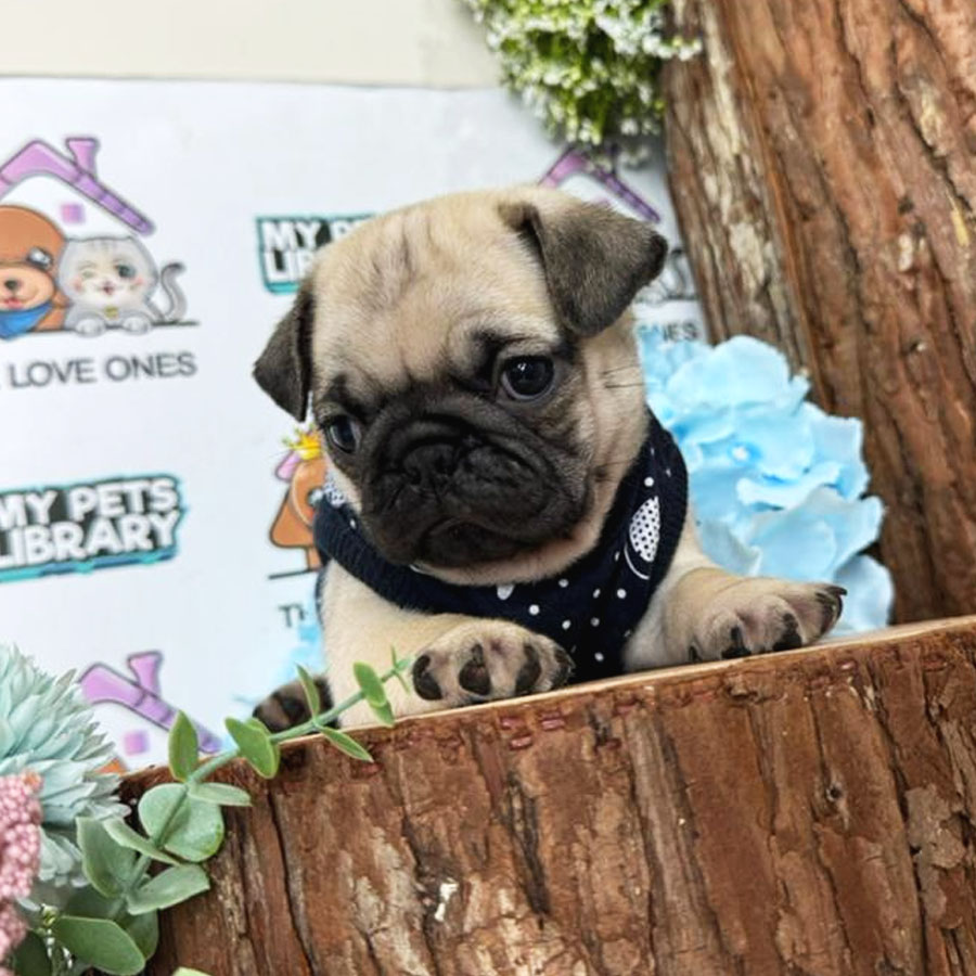 Pug Puppy (Male) For Sale