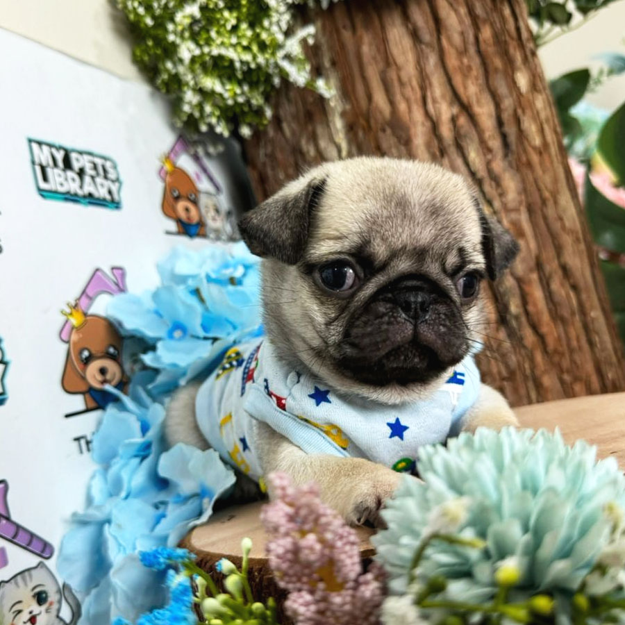 Pug Puppy (Male) For Sale