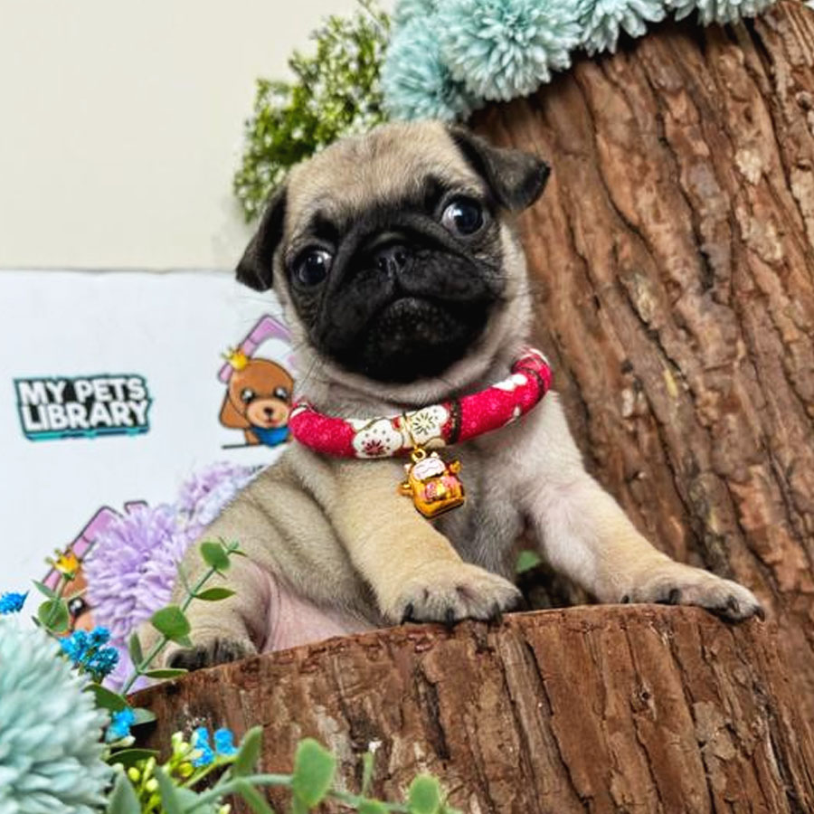 Pug Puppy (Female) For Sale