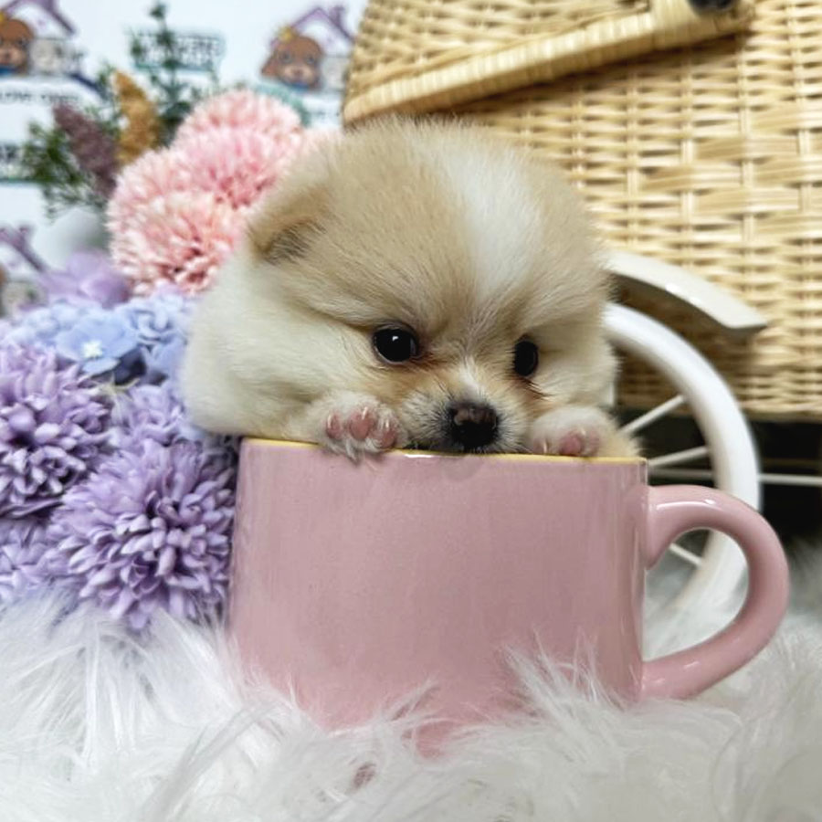 Teacup Pomeranian Puppy (Female) For Sale