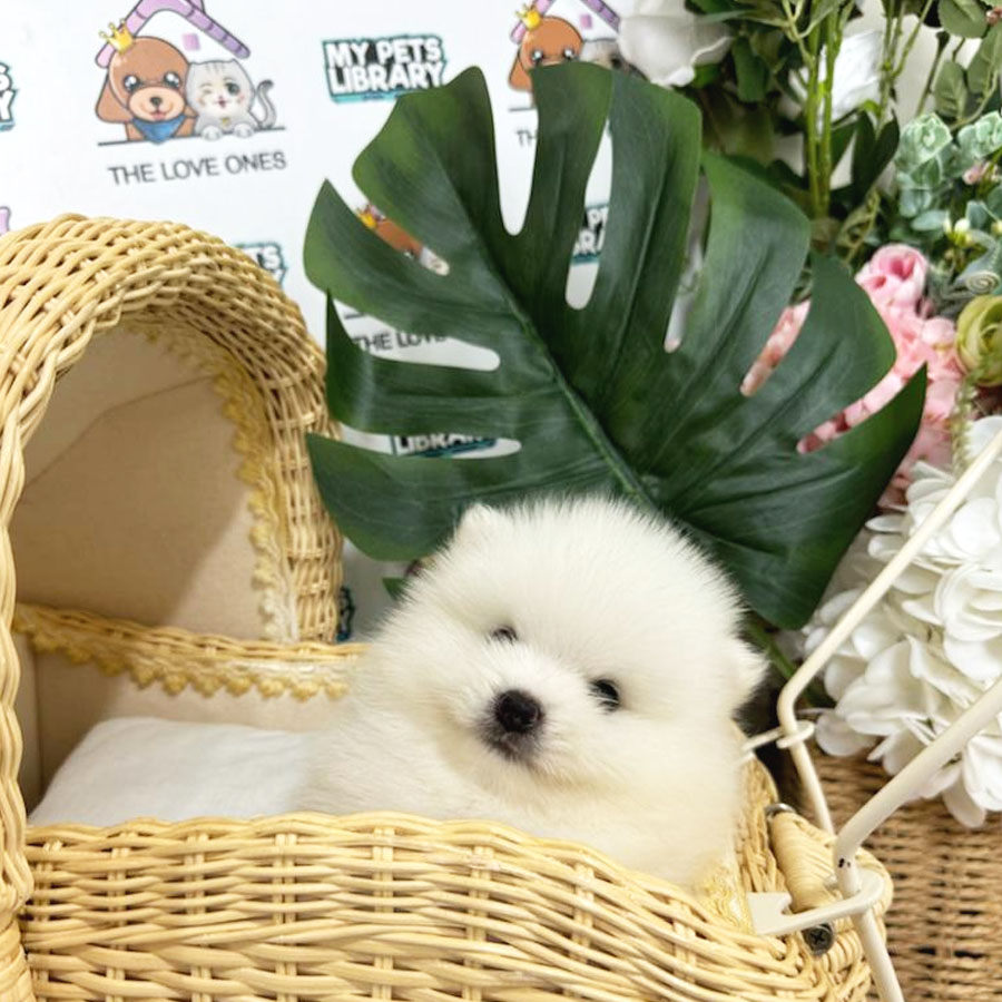 Tiny Pomeranian Puppy (Male) For Sale