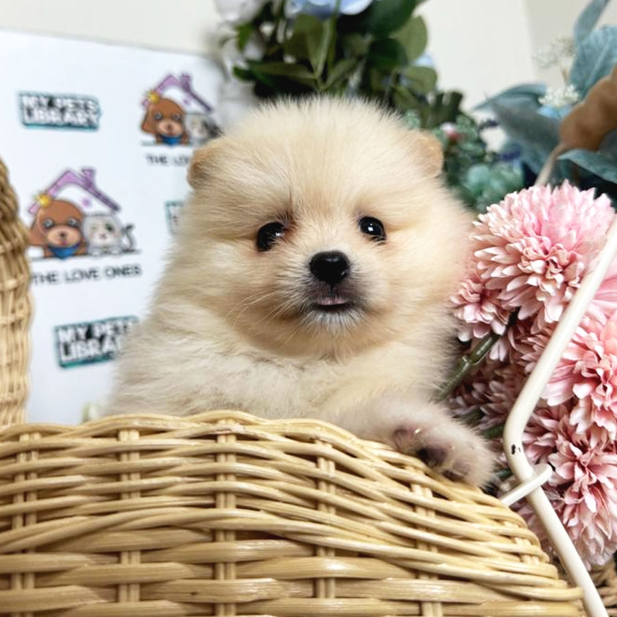 Tiny Pomeranian Puppy (Female) For Sale