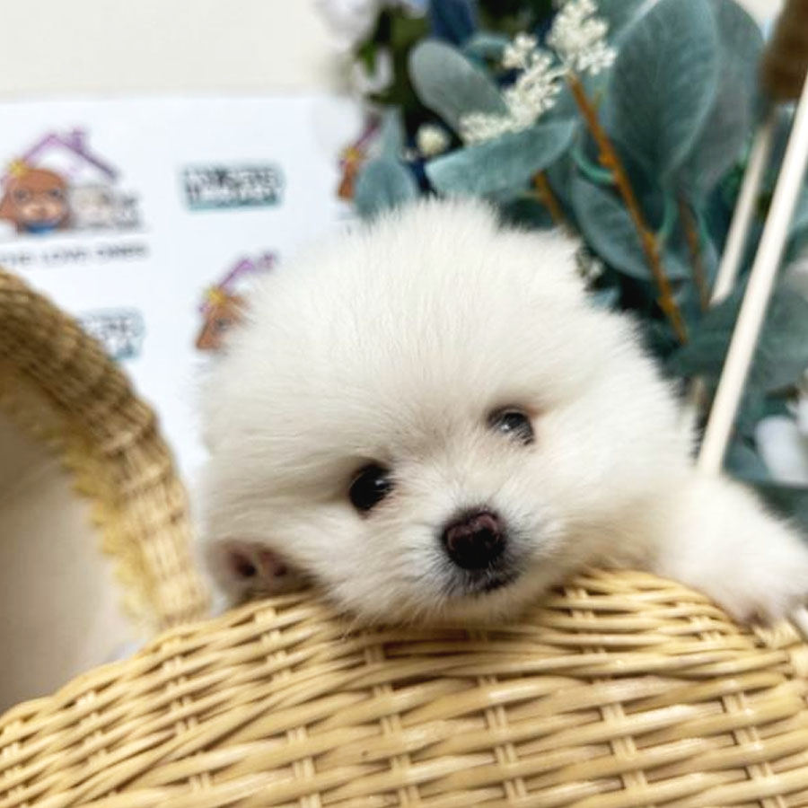Tiny Pomeranian Puppy (Male) For Sale