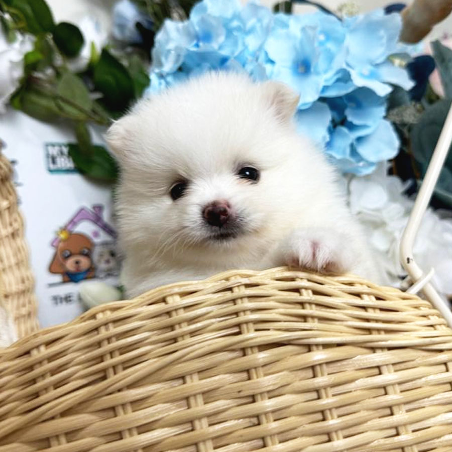 Tiny Pomeranian Puppy (Female) For Sale
