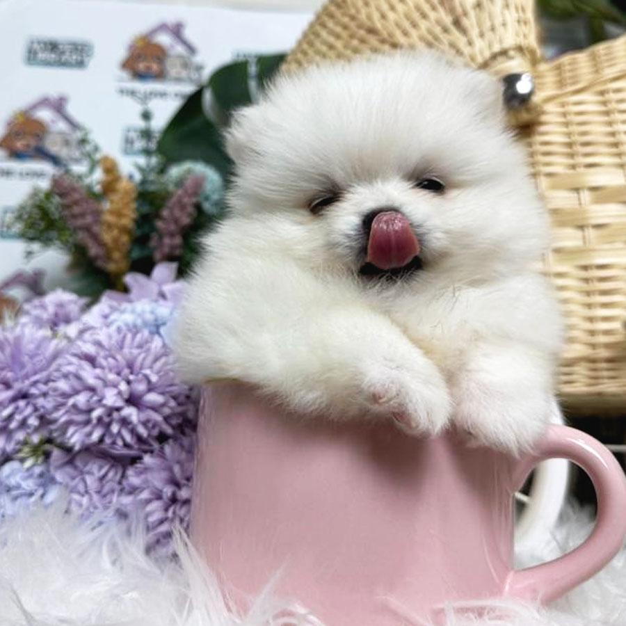 Teacup Pomeranian Puppy (Female) For Sale