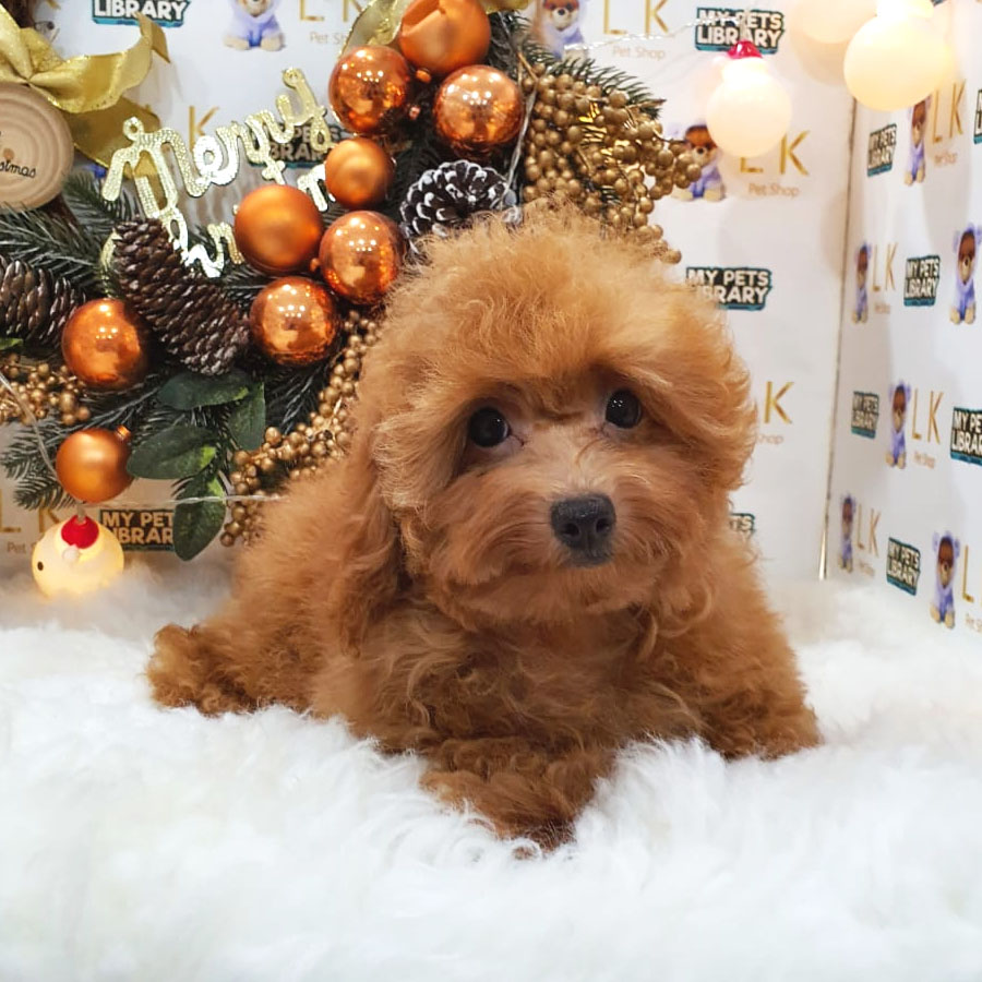 Maltipoo Puppy (Female) For Sale