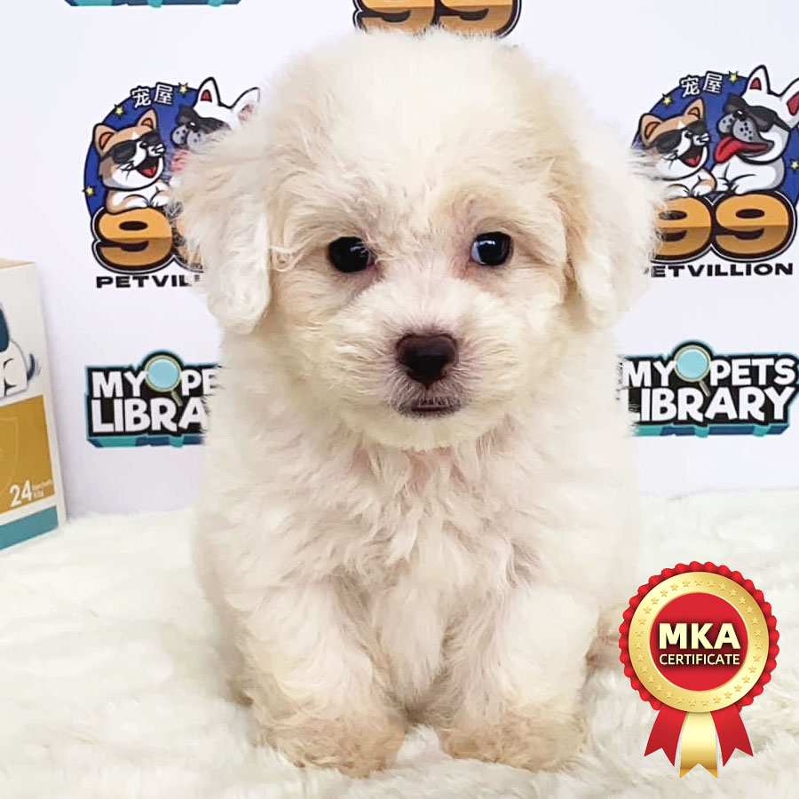 MKA Toy Poodle Puppy (Male) For Sale