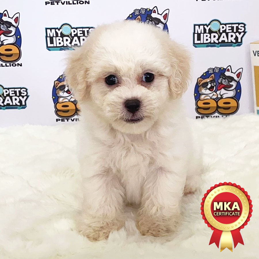 MKA Toy Poodle Puppy (Male) For Sale