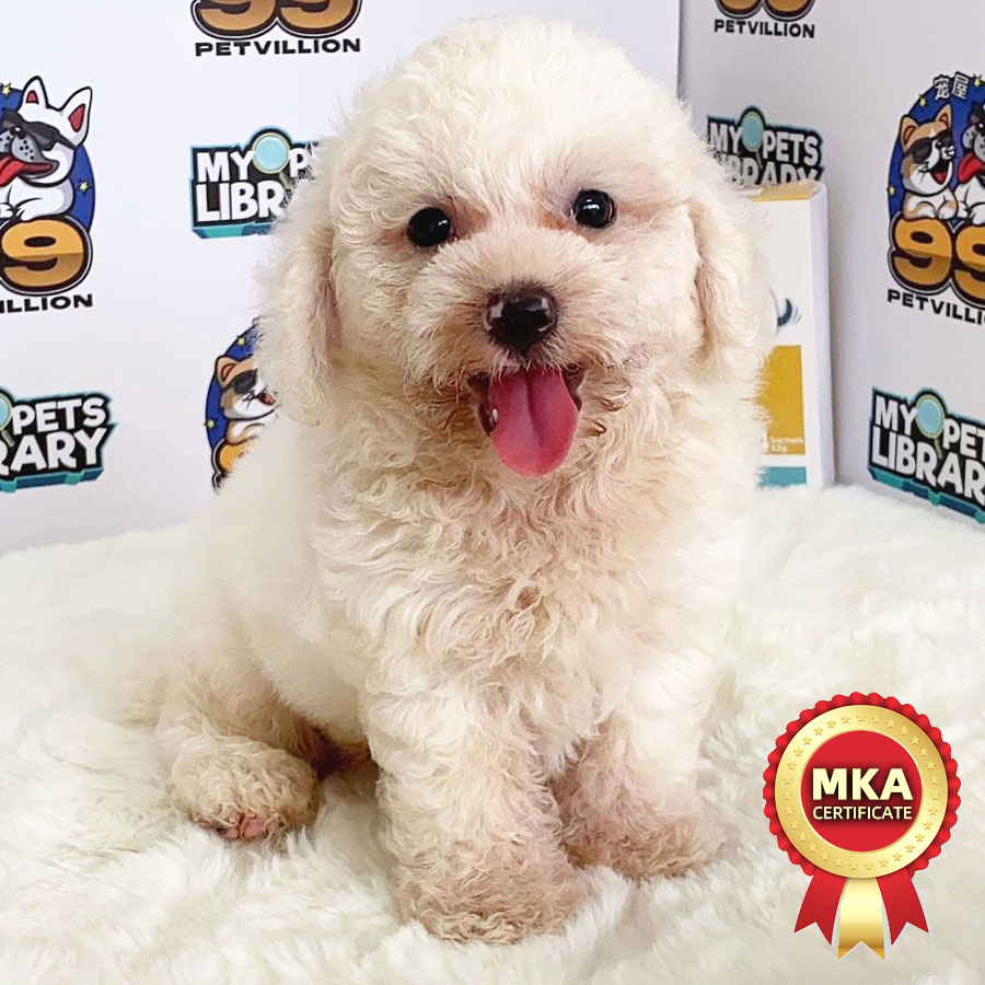 MKA Toy Poodle Puppy (Male) For Sale