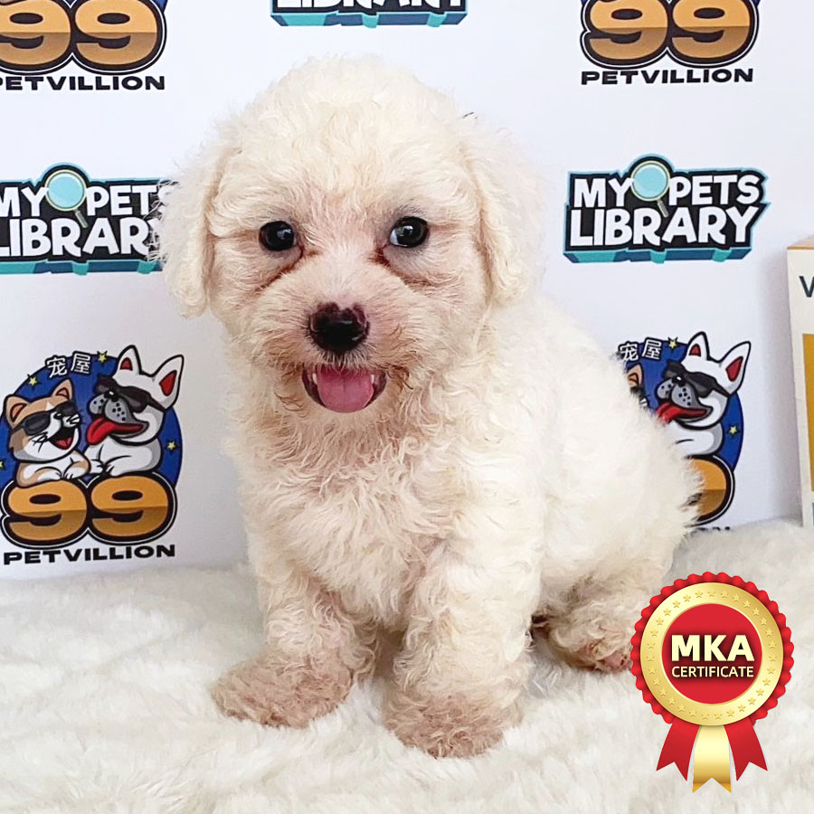 MKA Toy Poodle Puppy (Male) For Sale