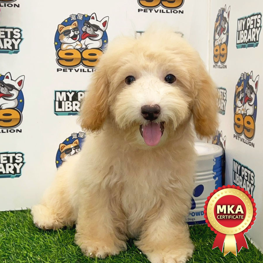 MKA Toy Poodle Puppy (Male) For Sale