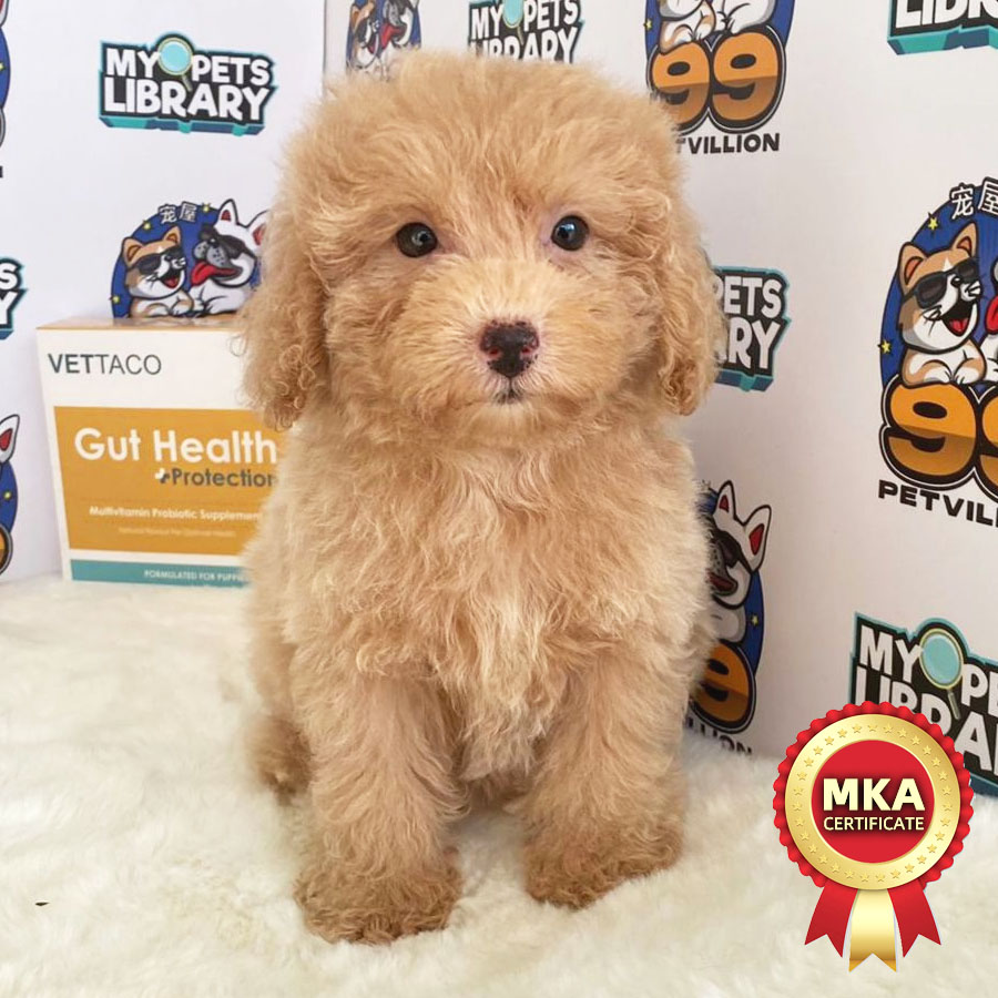 MKA Toy Poodle Puppy (Female) For Sale