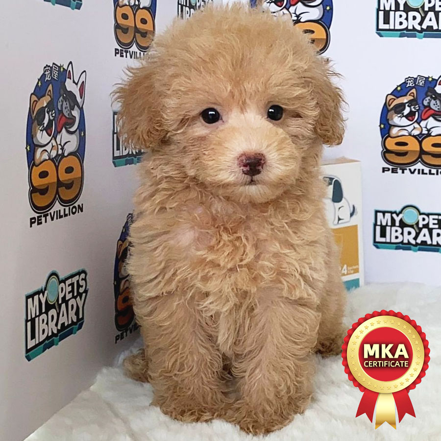 MKA Toy Poodle Puppy (Male) For Sale