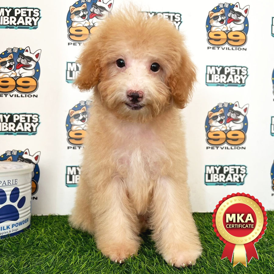 MKA Toy Poodle Puppy (Male) For Sale