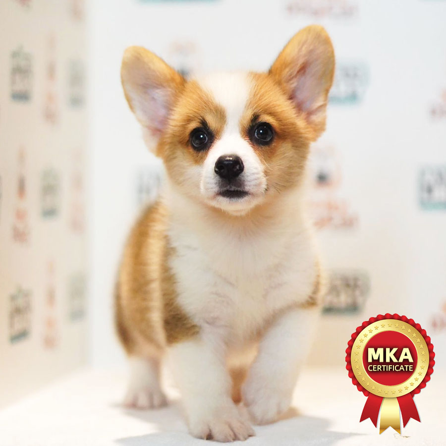 MKA Welsh Corgi Puppy (Male) For Sale