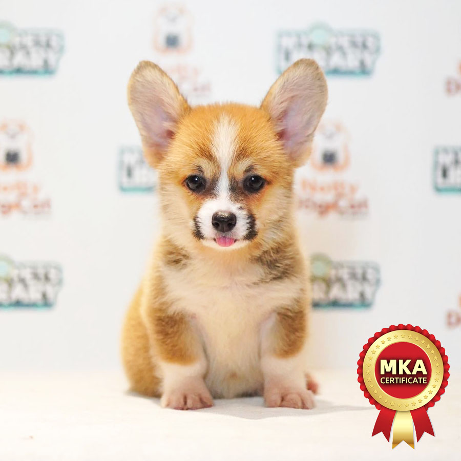 MKA Welsh Corgi Puppy (Female) For Sale