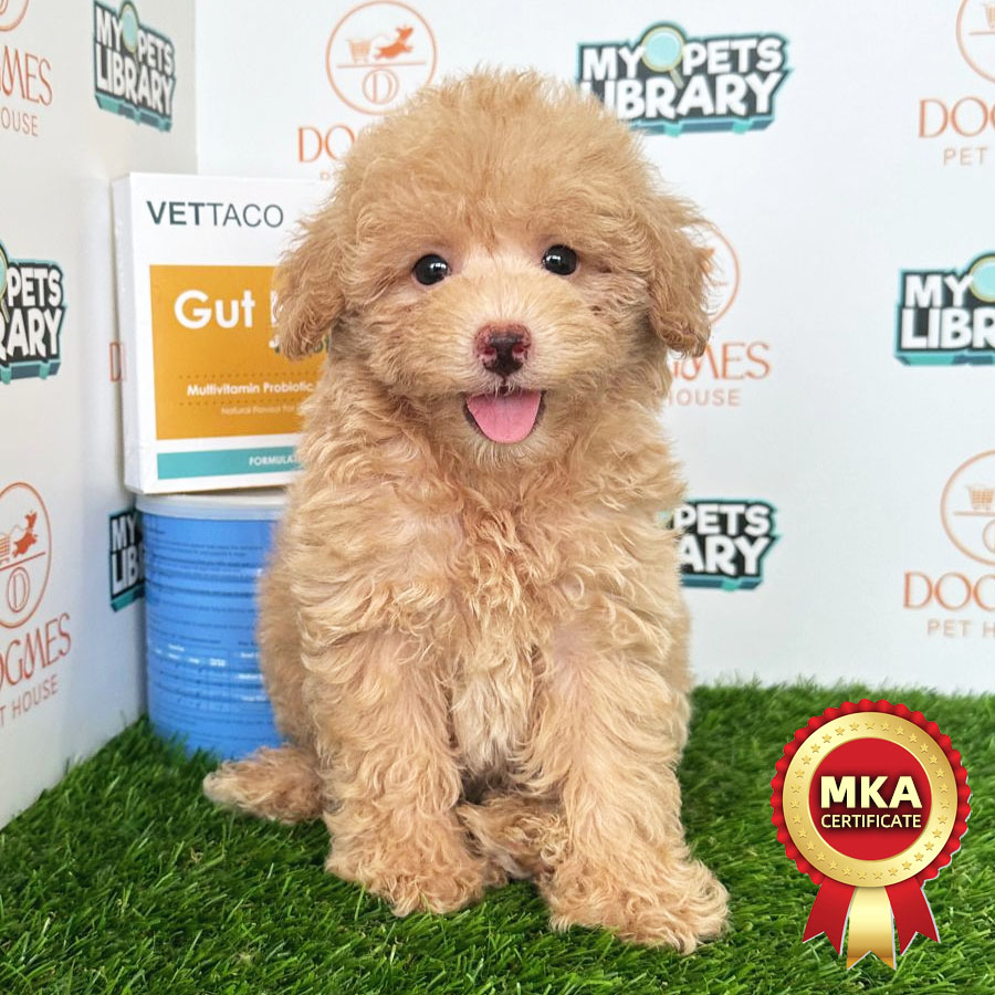 MKA Toy Poodle Puppy (Male) For Sale