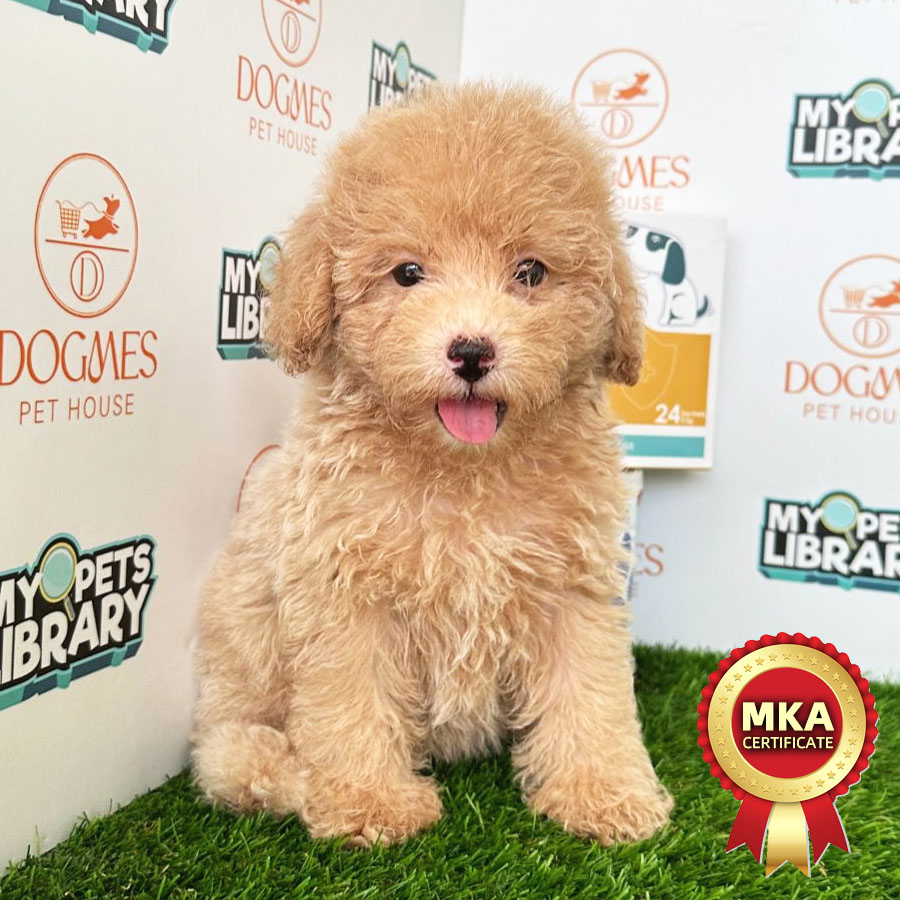 MKA Toy Poodle Puppy (Female) For Sale
