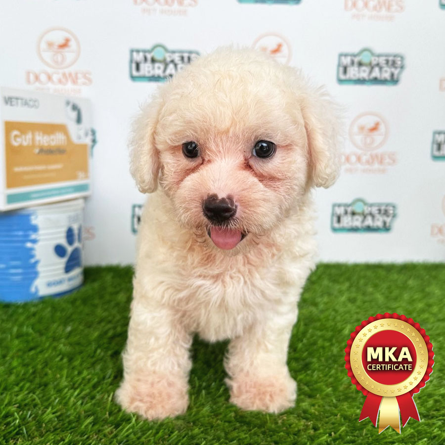MKA Toy Poodle Puppy (Male) For Sale