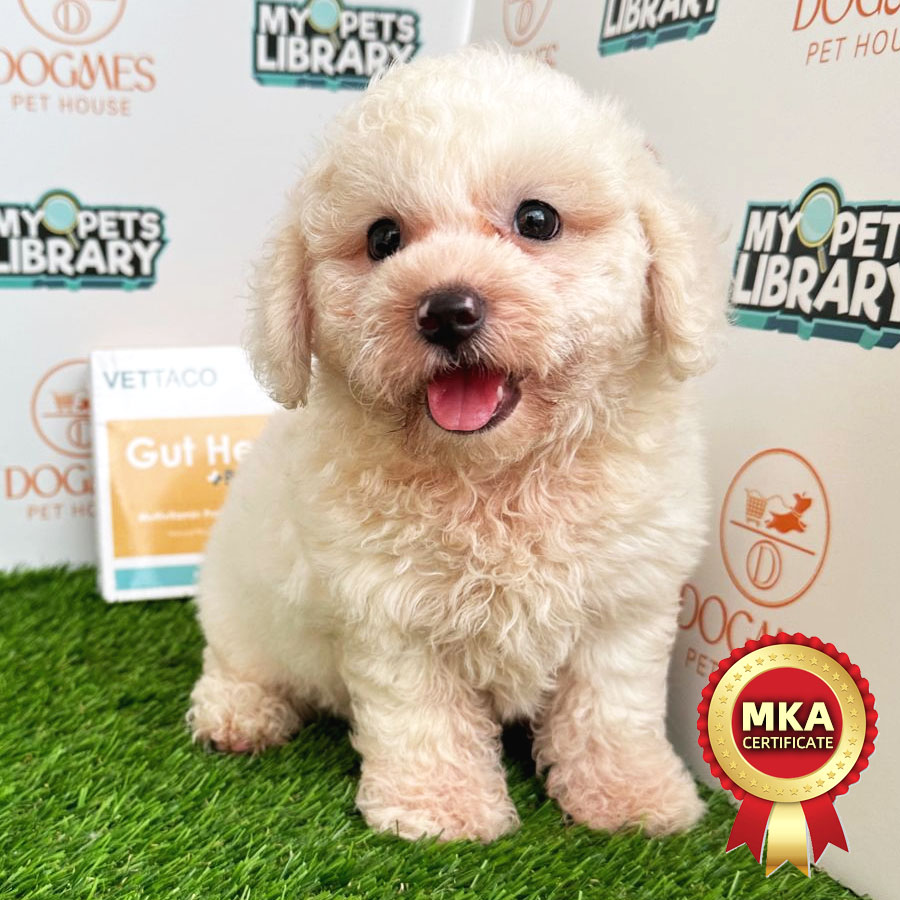MKA Toy Poodle Puppy (Male) For Sale