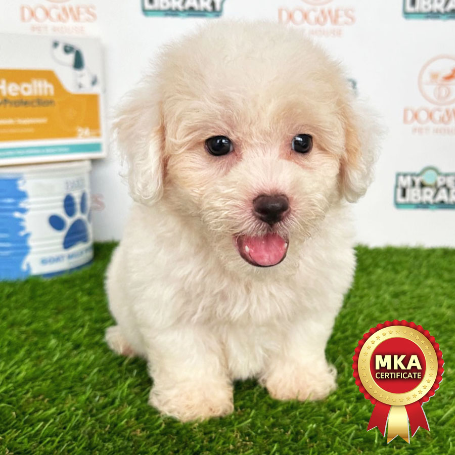 MKA Toy Poodle Puppy (Male) For Sale