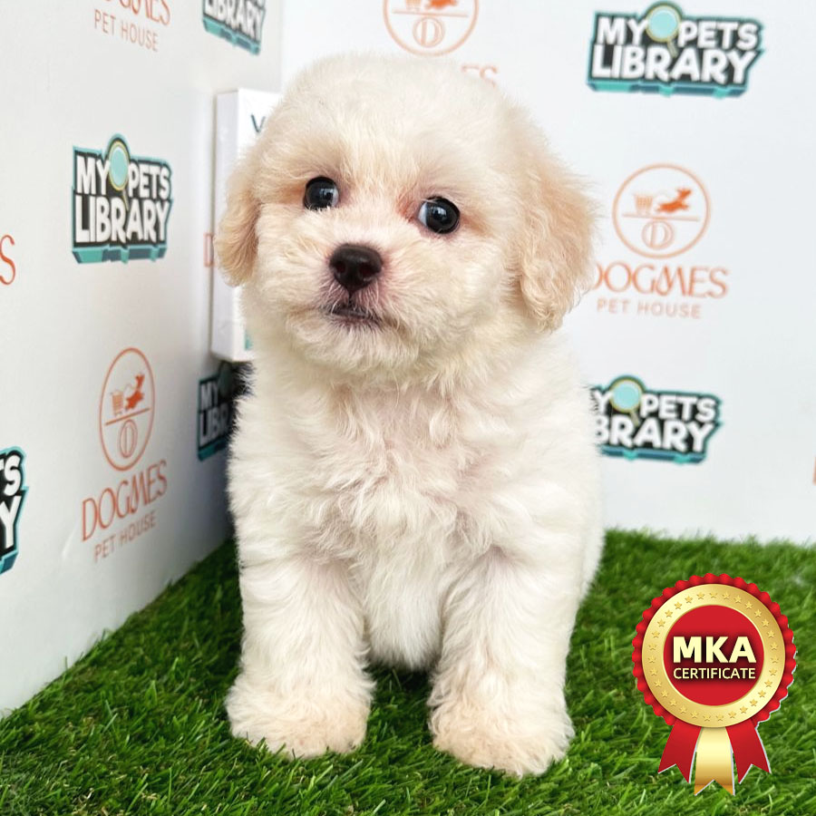 MKA Toy Poodle Puppy (Male) For Sale