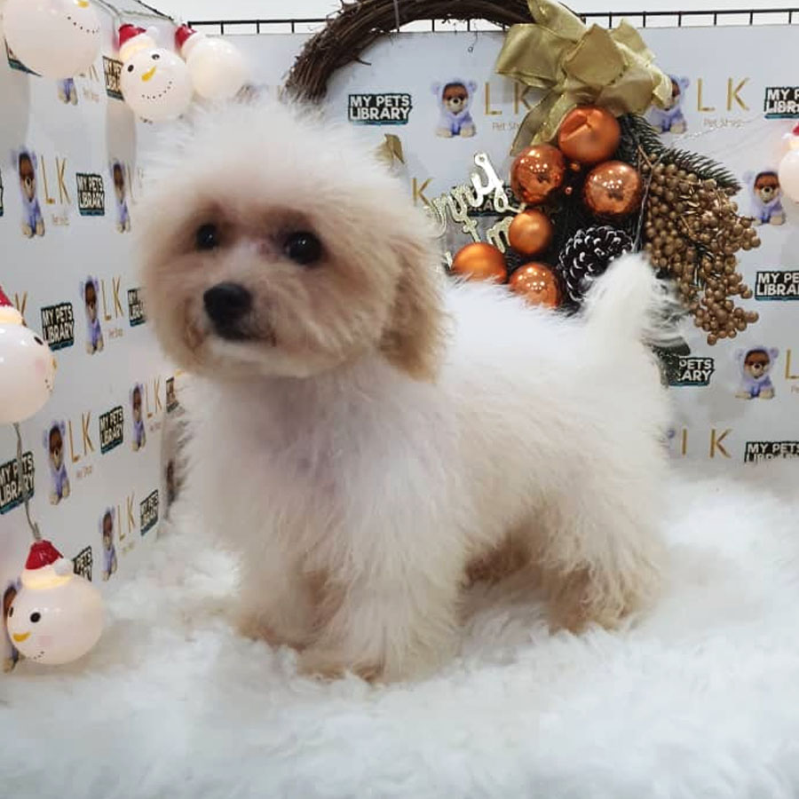 Maltipoo Puppy (Female) For Sale