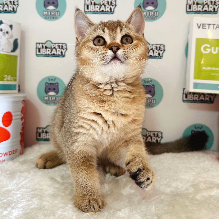 British Shorthair Kitten (Female) For Sale