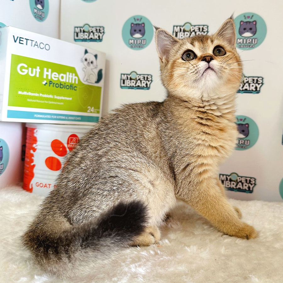 British Shorthair Kitten (Female) For Sale
