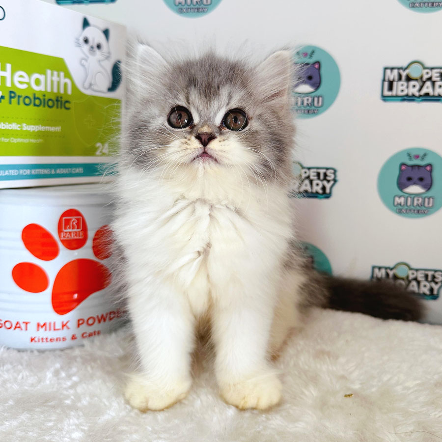Minuet Napoleon Kitten (Female) For Sale