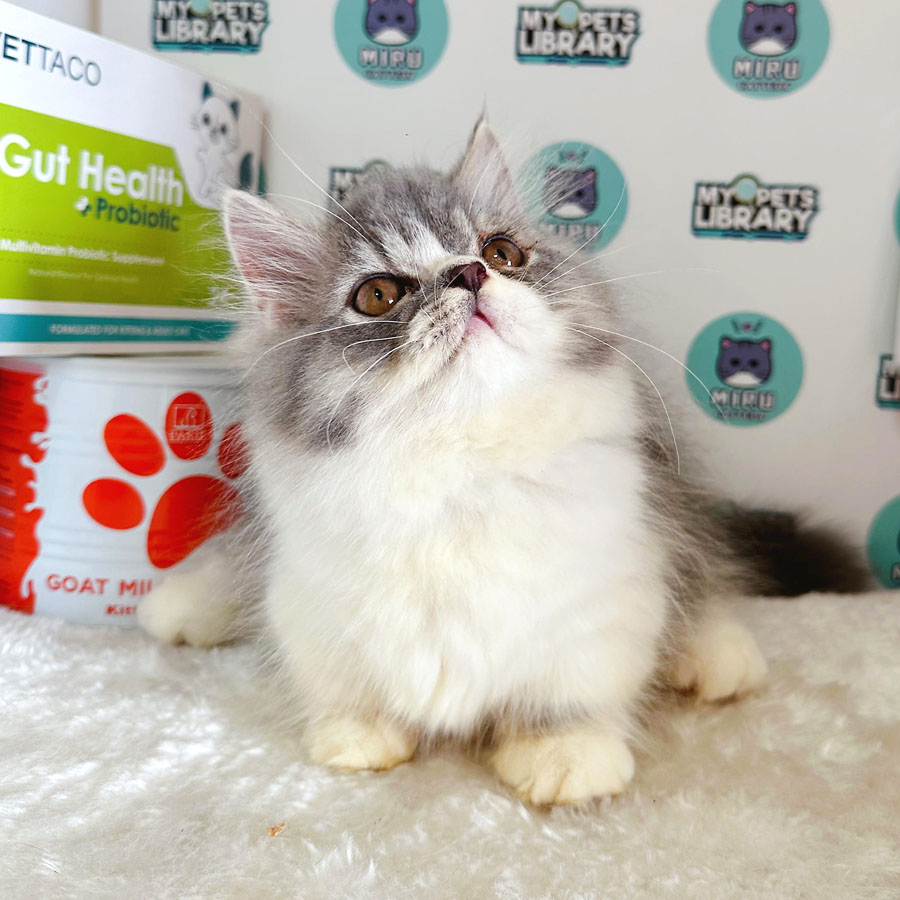 Minuet Napoleon Kitten (Female) For Sale