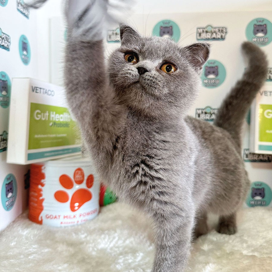 Scottishfold Kitten (Female) For Sale