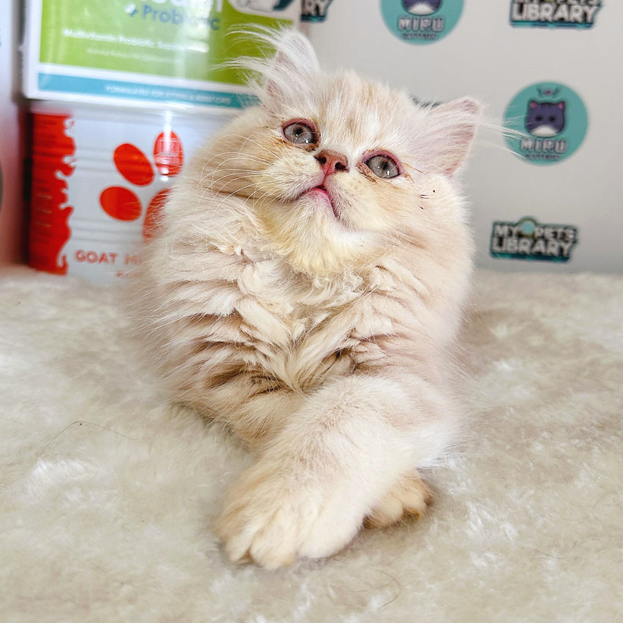 Persian Kitten (Female) For Sale
