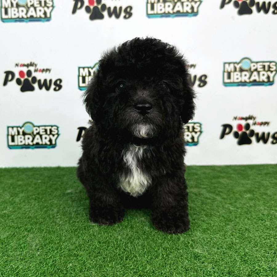 Toy Poodle Puppy (Male) For Sale