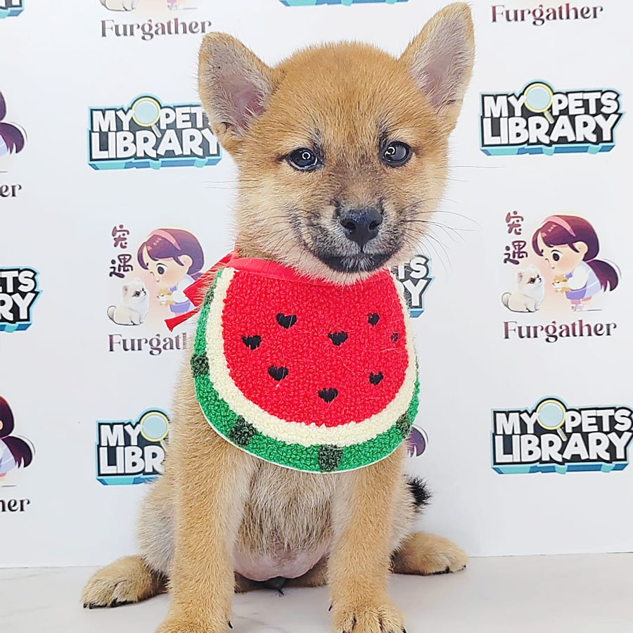 Shiba Inu Puppy (Male) For Sale