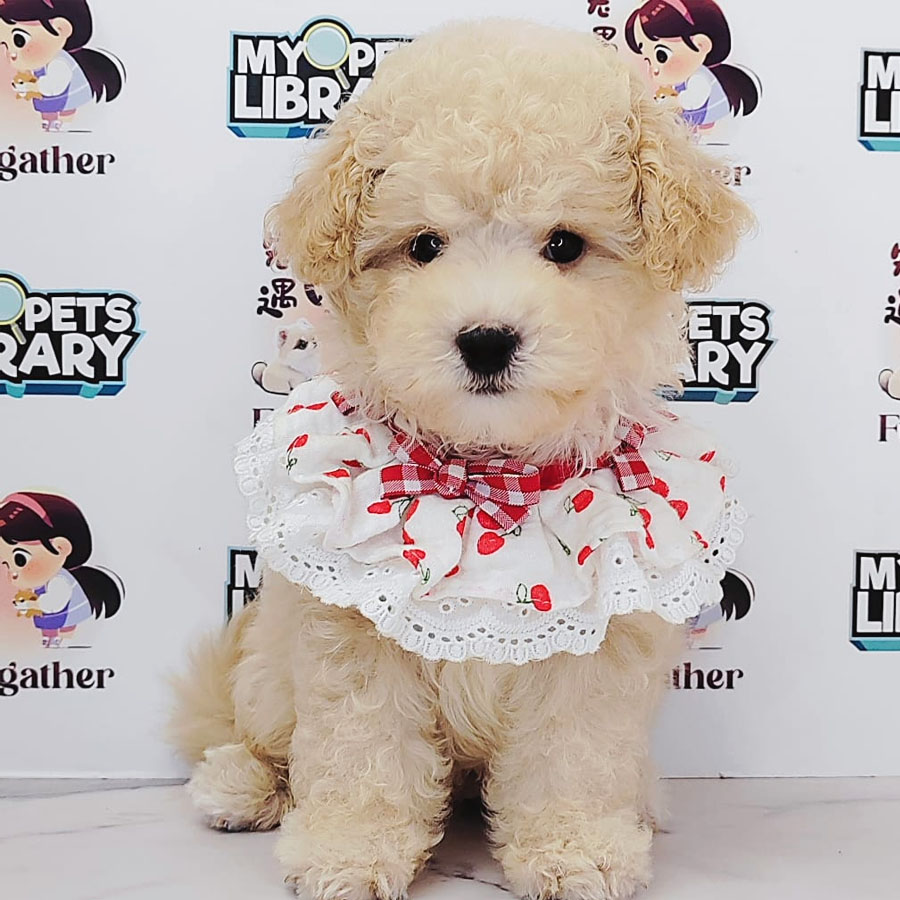 Tiny Poodle Puppy (Male) For Sale