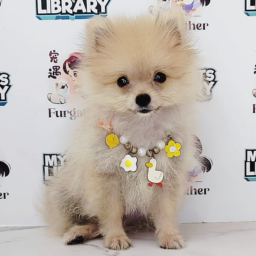 Teacup Pomeranian Puppy (Male) For Sale