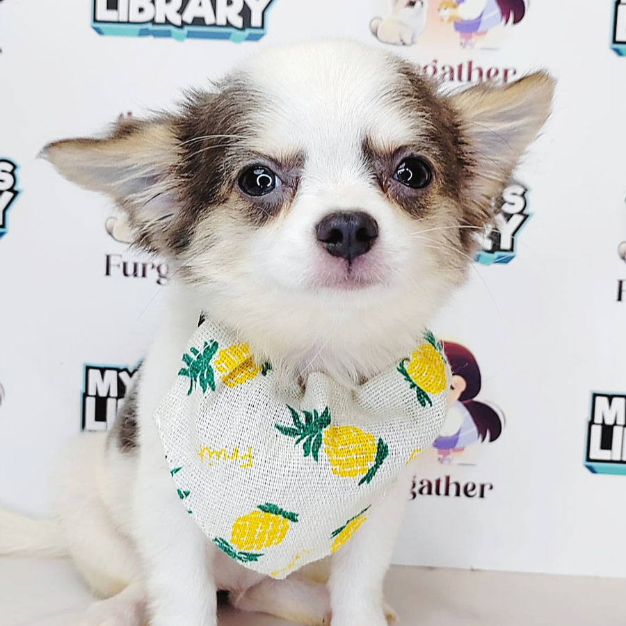 Longcoat Chihuahua Puppy (Female) For Sale