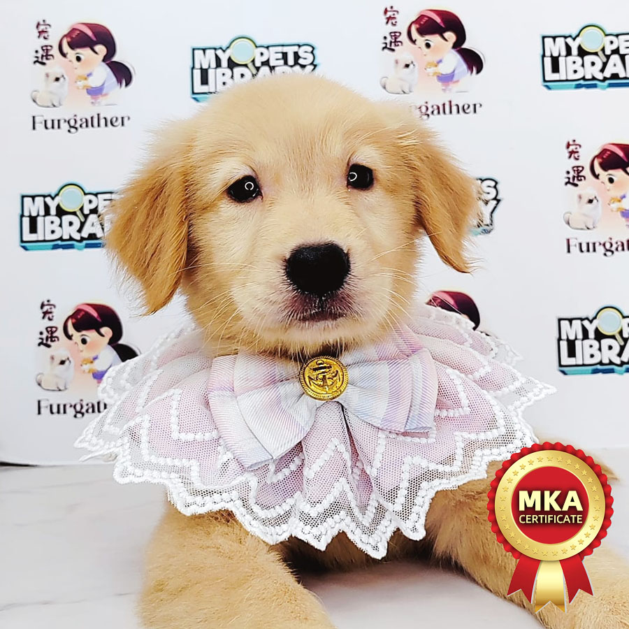 MKA Golden Retriever Puppy (Female) For Sale