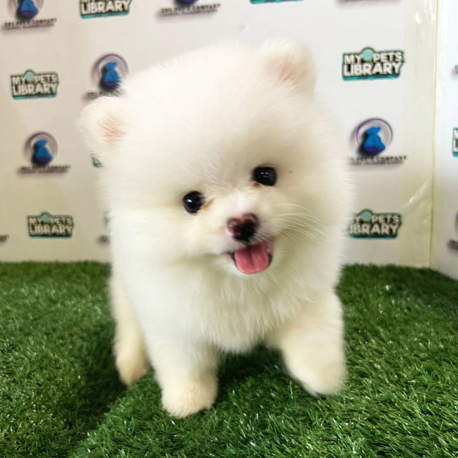 Pomeranian Puppy (Male) For Sale