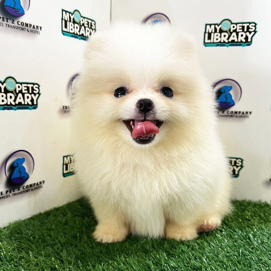 Pomeranian Puppy (Female) For Sale