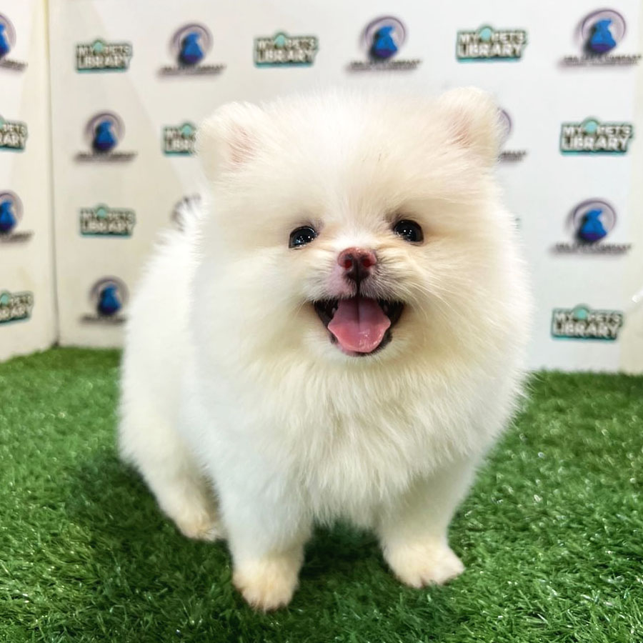 Pomeranian Puppy (Female) For Sale