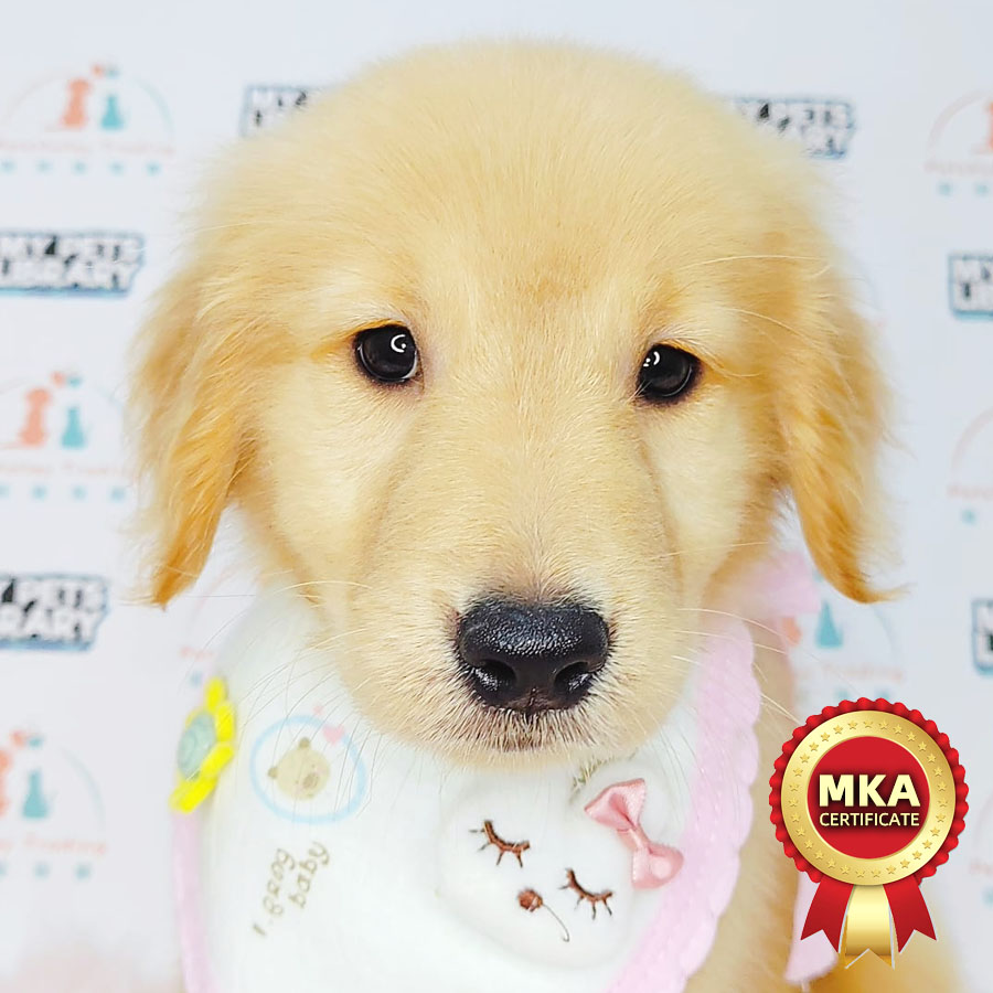MKA Golden Retriever Puppy (Male) For Sale