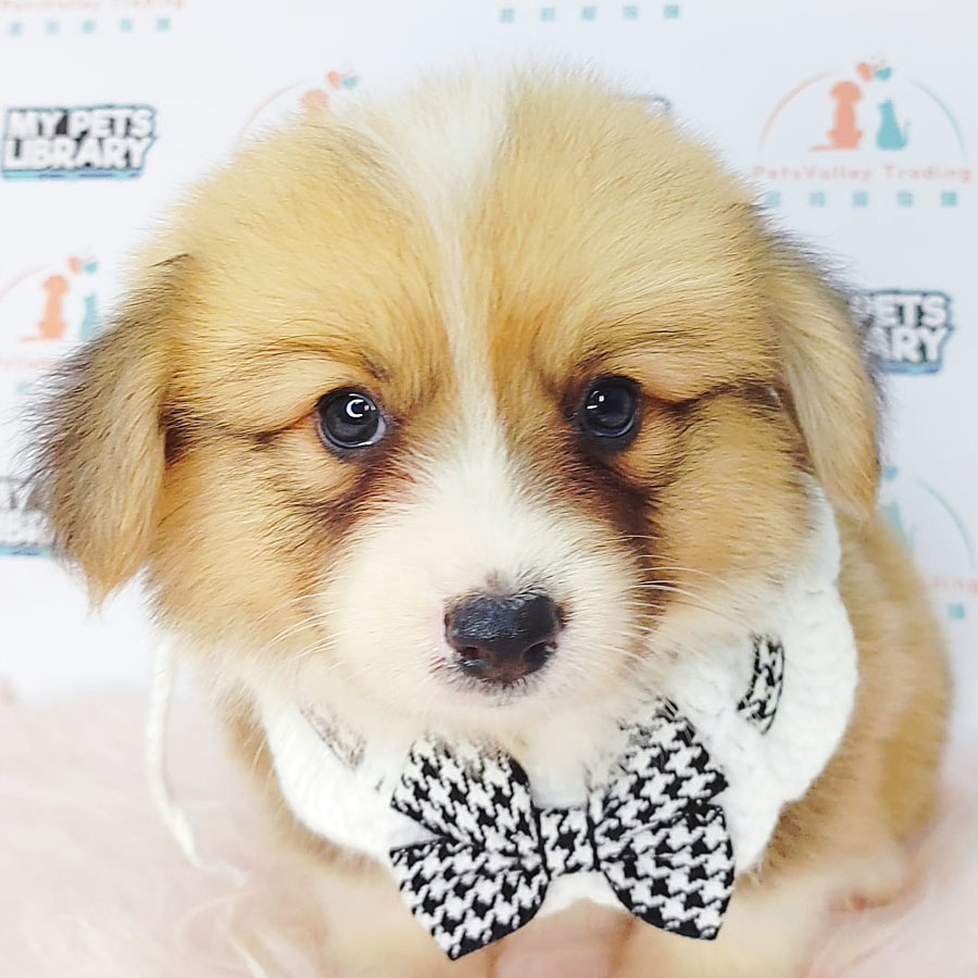 Welsh Corgi Puppy (Male) For Sale