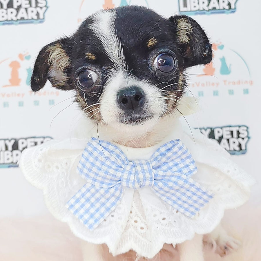 Chihuahua Puppy (Male) For Sale