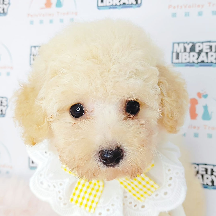 Tiny Poodle Puppy (Male) For Sale