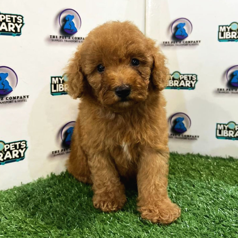 Toy Poodle Puppy (Male) For Sale