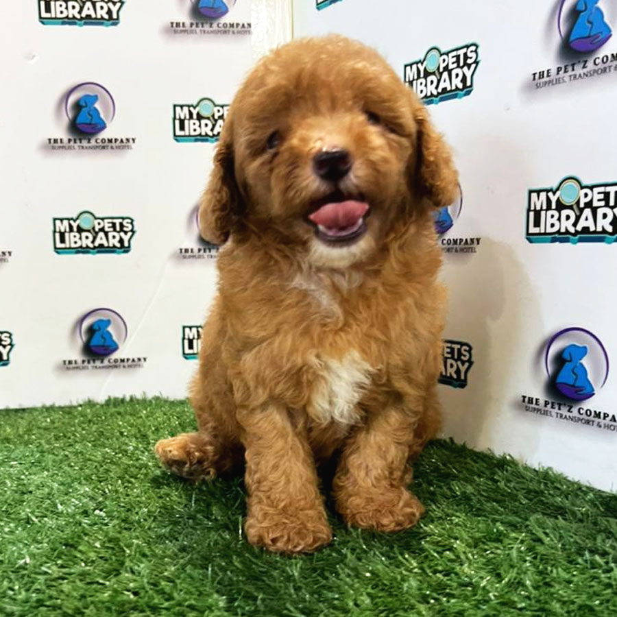 Toy Poodle Puppy (Female) For Sale